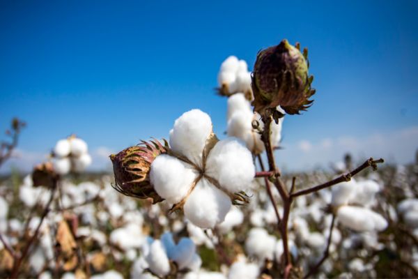 Cotonicultura está entre as cinco principais lavouras do Brasil