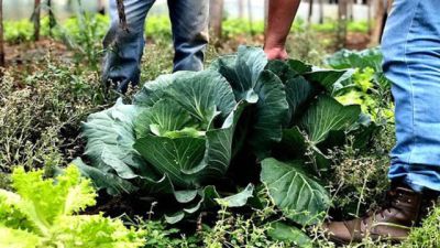 Imagem referente à notícia: Segurança alimentar exige esforço coletivo e articulação