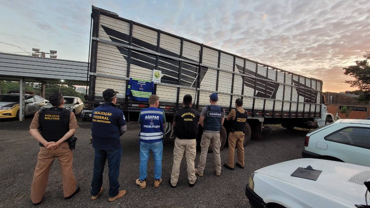 Polícia Militar apreende caminhão com gado argentino sem documentação em Santo Antonio do Sudoeste