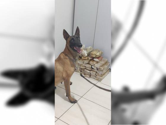 BPFron apreende mais de 43 kg de maconha em ônibus interestadual em Realeza