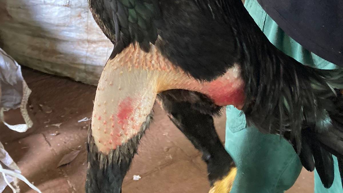 Polícia Militar Ambiental detém homem por maus tratos a animais no sudoeste do Paraná