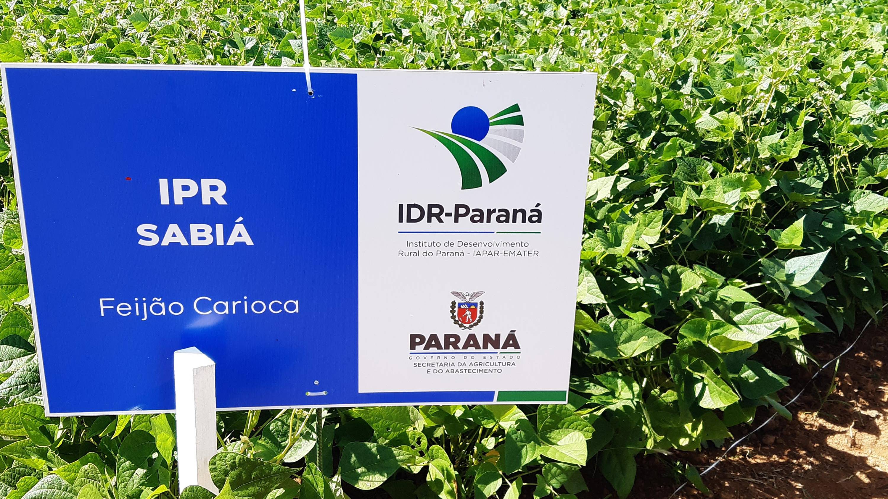 IDR-PR é responsável por duas das cultivares de feijão mais comercializadas no Brasil