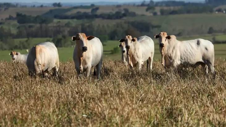 Valor Bruto de Produção Agropecuária (VBP) de Pinhal de São Bento cresce 5.6%