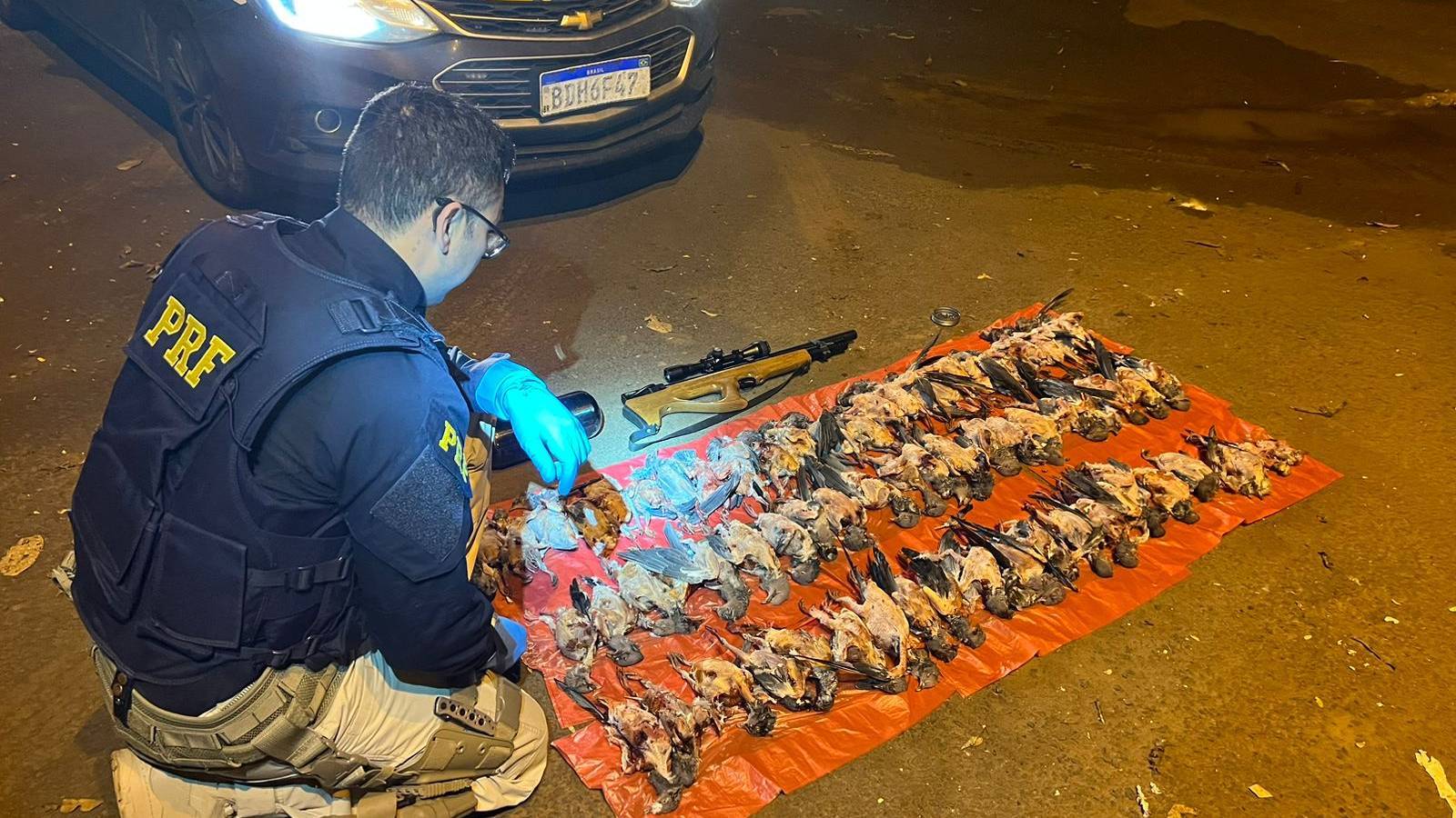 Polícia Rodoviária Federal apreende 66 aves silvestres mortas e armas com caçador em Planalto